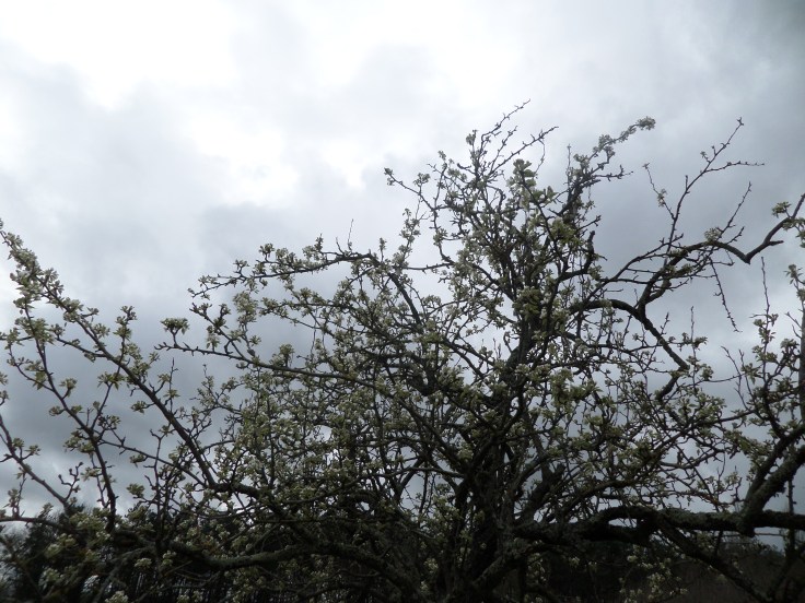 SAMSUNG CAMERA PICTURES