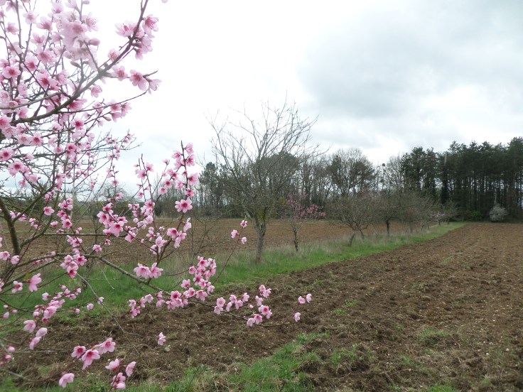 SAMSUNG CAMERA PICTURES