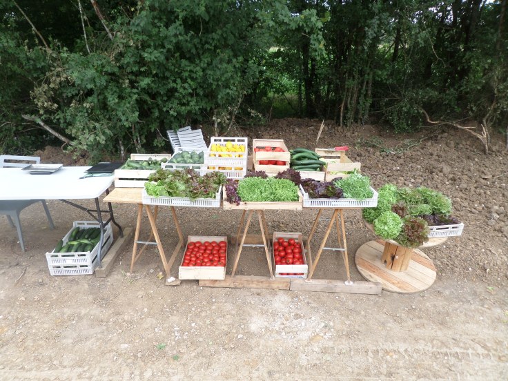 SAMSUNG CAMERA PICTURES