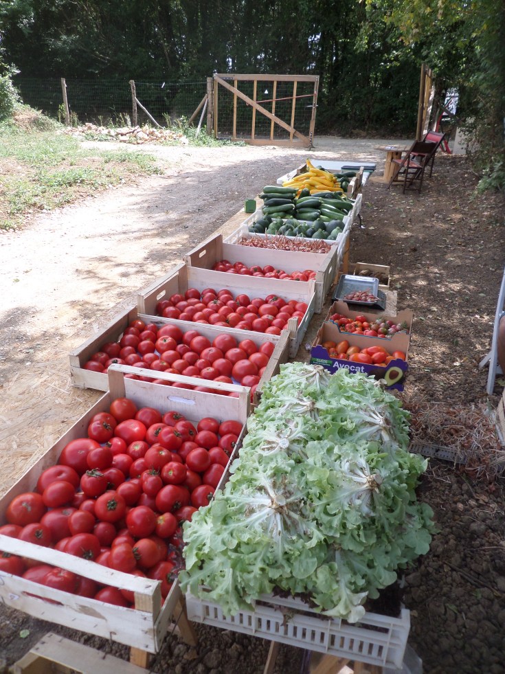 SAMSUNG CAMERA PICTURES