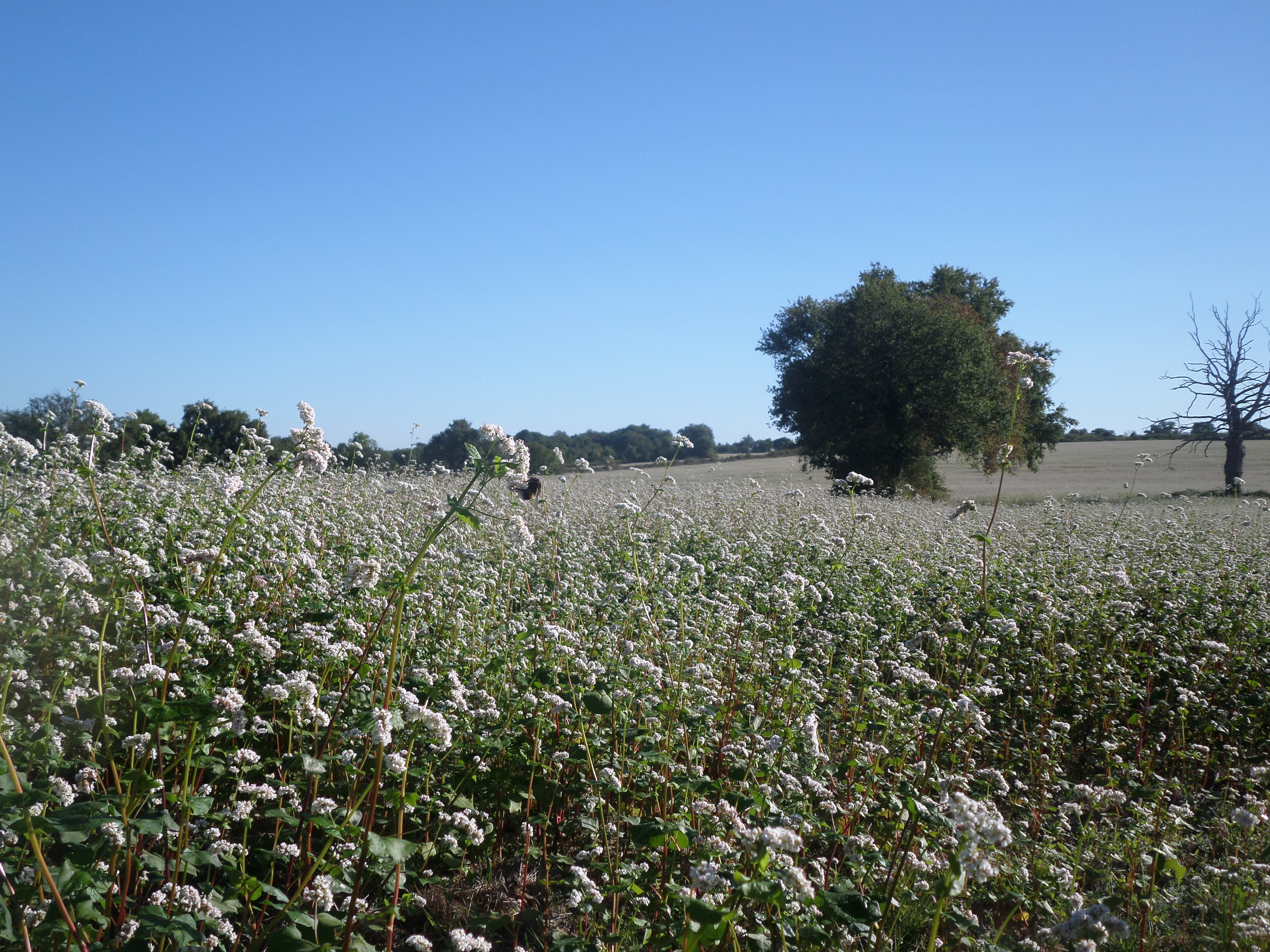 SAMSUNG CAMERA PICTURES