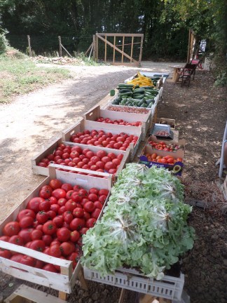 SAMSUNG CAMERA PICTURES